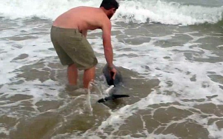 delfinaki4 delfinaki4