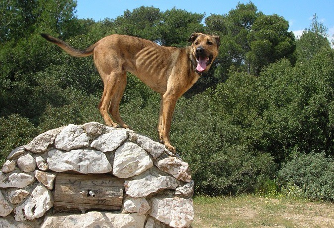 Δήμος της Θεσσαλονίκης θα αποκτήσει πάρκο σκύλων