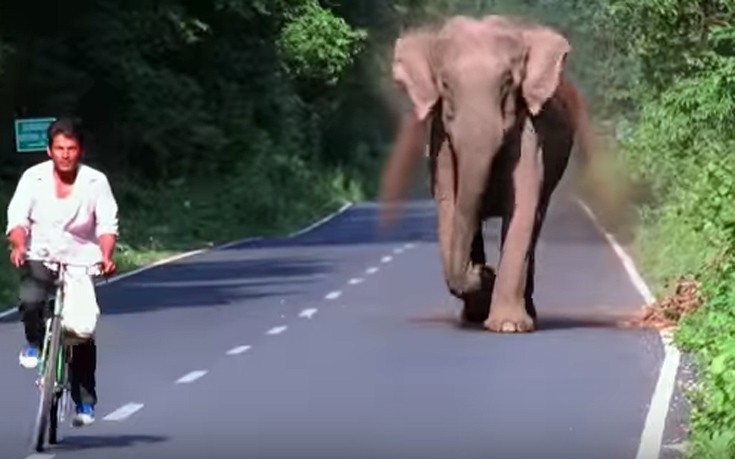 Ελέφαντας&#8230; αδειάζει το δρόμο για να περάσει η οικογένειά του