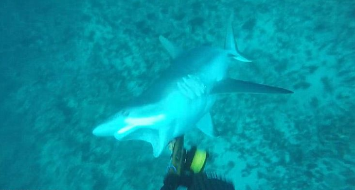Επίθεση καρχαρία σε δύτη