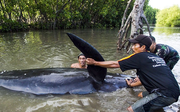 falainesindonesia2 falainesindonesia2