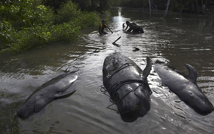 falainesindonesia3 falainesindonesia3