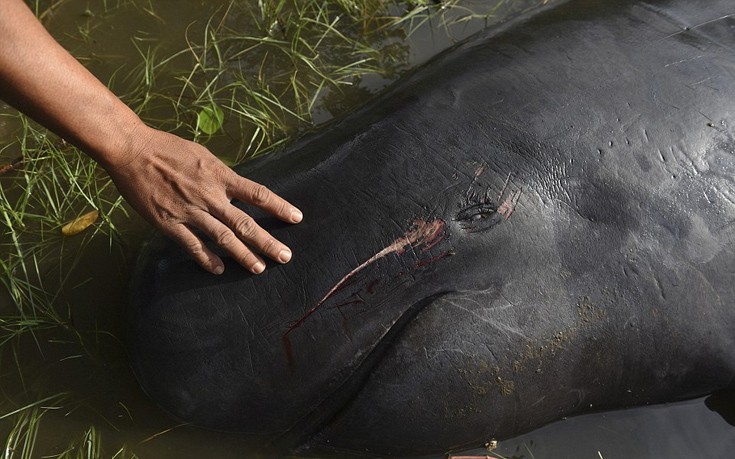 Δεκάδες φάλαινες ξεβράστηκαν στην Ινδονησία