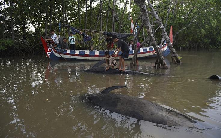falainesindonesia5 falainesindonesia5
