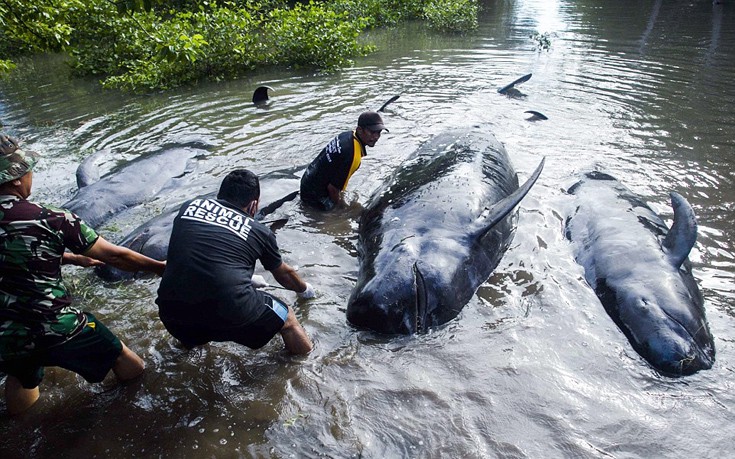 falainesindonesia6 falainesindonesia6