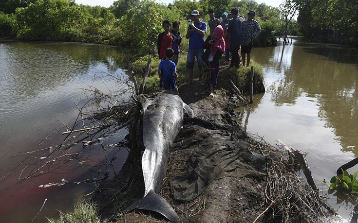 falainesindonesia7 falainesindonesia7