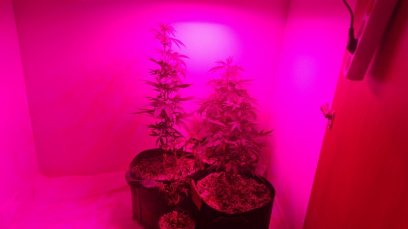 idroponiki-xasis-10 idroponiki-xasis-10