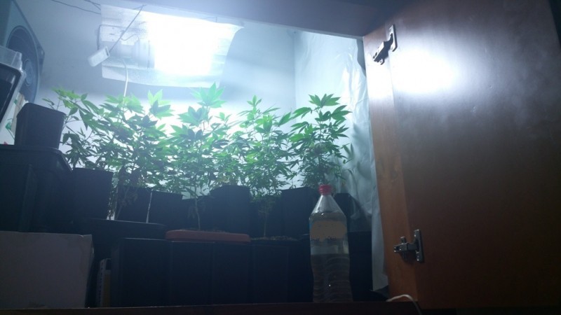 idroponiki-xasis-8 idroponiki-xasis-8