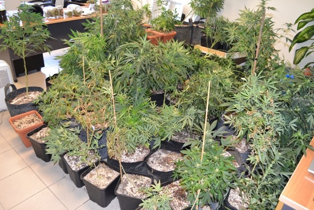 idroponiki-xasis idroponiki-xasis