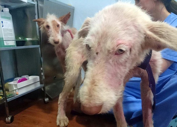 ksualaksdai6 ksualaksdai6