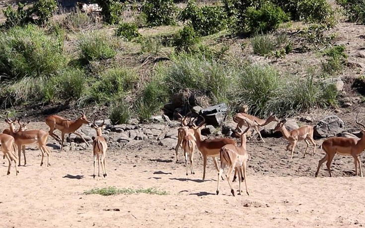Μια λεοπάρδαλη έτοιμη για επίθεση