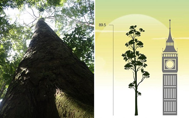 Το ψηλότερο τροπικό δέντρο φτάνει σχεδόν τα 90 μέτρα