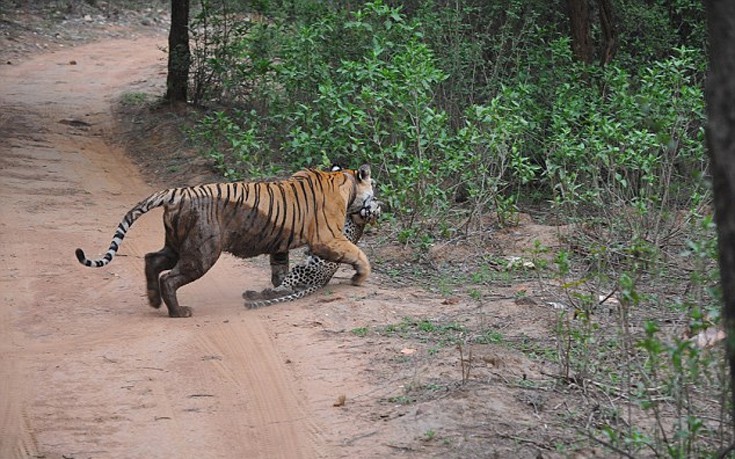 Άγρια μάχη μέχρι θανάτου μεταξύ τίγρης και λεοπάρδαλης
