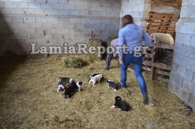 Δηλητηρίασαν ζώα κτηνοτρόφου στη Λαμία