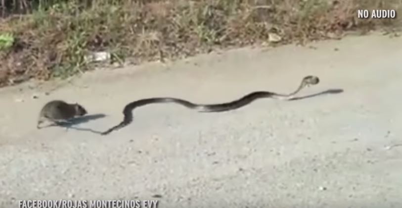 Η μονομαχία ποντικού με φίδι για να σώσει το μωρό του