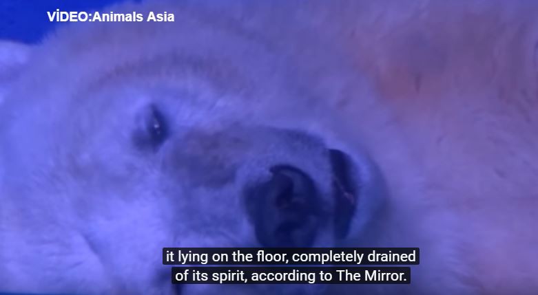Η πιο θλιμμένη πολική αρκούδα του κόσμου