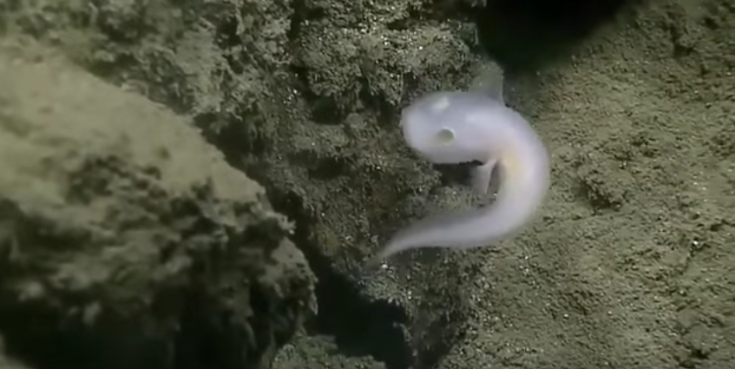 Το ψάρι που μοιάζει με φάντασμα και ζει στον Ειρηνικό Ωκεανό