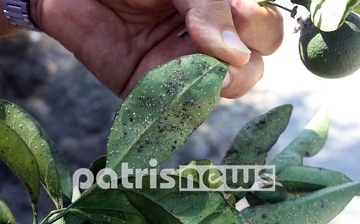 Έντομο καταστρέφει τις πορτοκαλιές στην Ηλεία