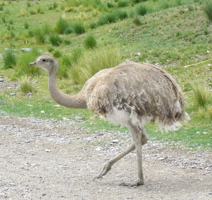 Rhea_pennata_pennata_(6)