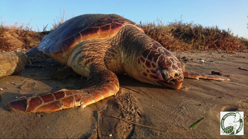 Γεννήθηκαν τα πρώτα caretta caretta της χρονιάς στην Κρήτη