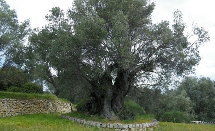 Το ελαιόδεντρο της Χίου που διεκδικεί βραβείο ομορφιάς