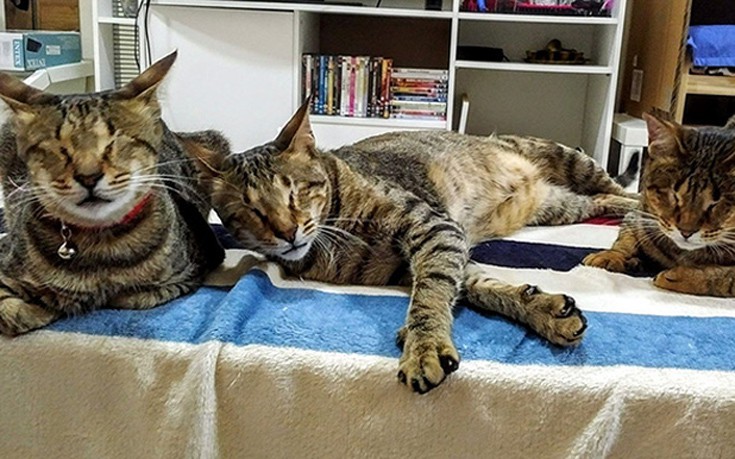 Οι τρεις τυφλές γάτες που δεν ήθελε κανείς και η ιστορία τους