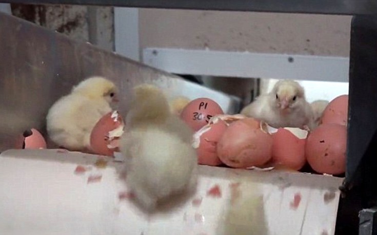 Σκληρό βίντεο με νεογνά κοτόπουλα να θανατώνονται γιατί δεν κάνουν αυγά