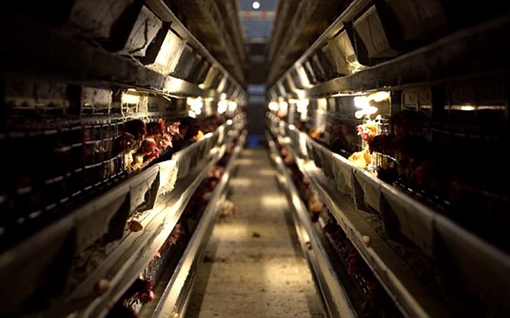 kotopoulakia2 kotopoulakia2