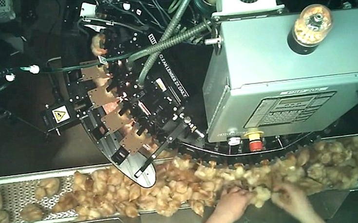 kotopoulakia3 kotopoulakia3