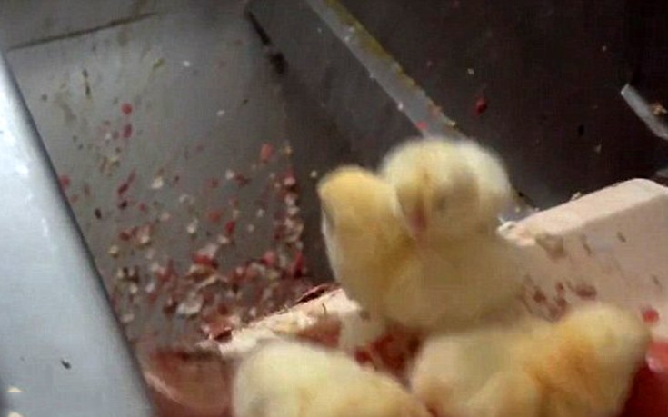 kotopoulakia4 kotopoulakia4