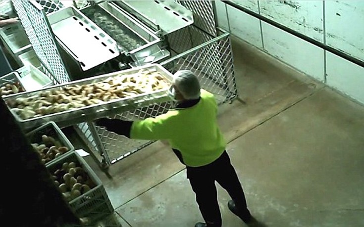 kotopoulakia5 kotopoulakia5