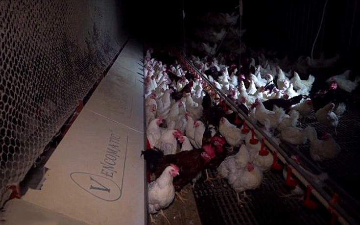 kotopoulakia6 kotopoulakia6