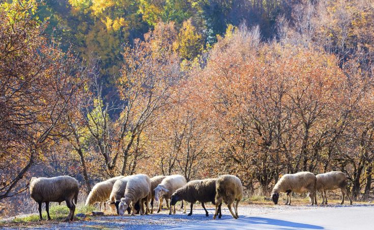 Άφαντοι οι δράστες που έσφαξαν δεκάδες πρόβατα στην Κρήτη