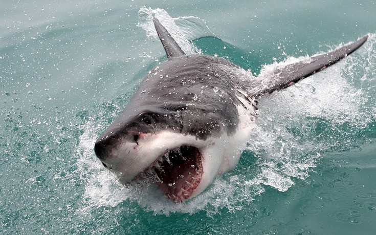Πώς είναι να κολυμπάς πρόσωπο με πρόσωπο με τους μεγάλους λευκούς καρχαρίες