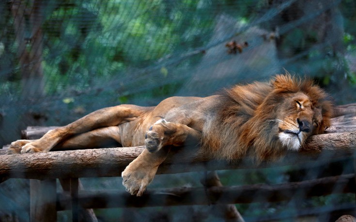 Ζώα πεθαίνουν από την πείνα σε ζωολογικούς κήπους της Βενεζουέλας
