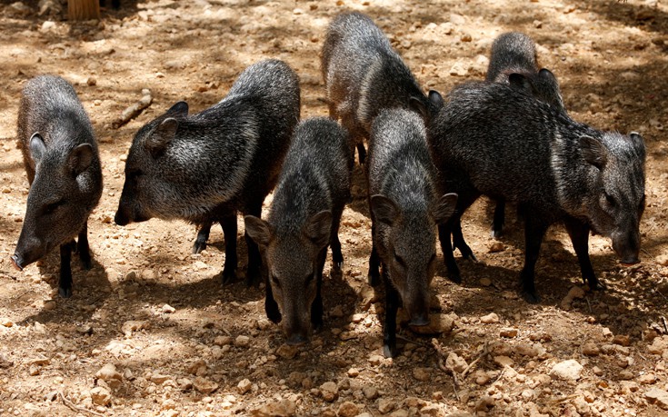 venezuela_zoo12 venezuela_zoo12