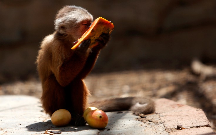 venezuela_zoo15 venezuela_zoo15