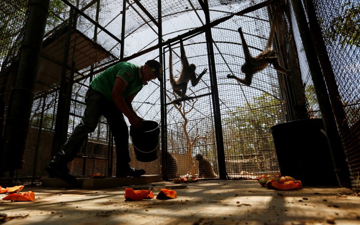 venezuela_zoo17 venezuela_zoo17