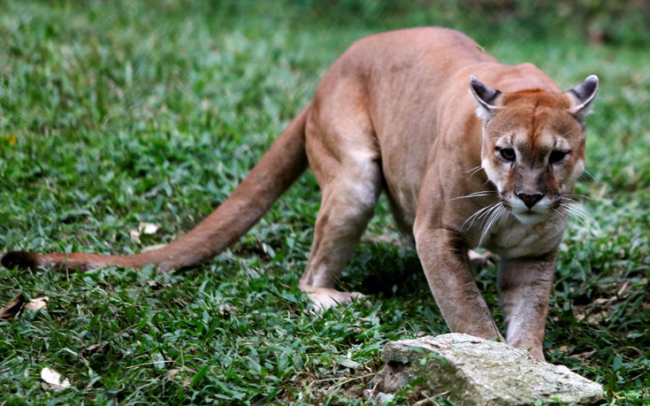 venezuela_zoo2 venezuela_zoo2