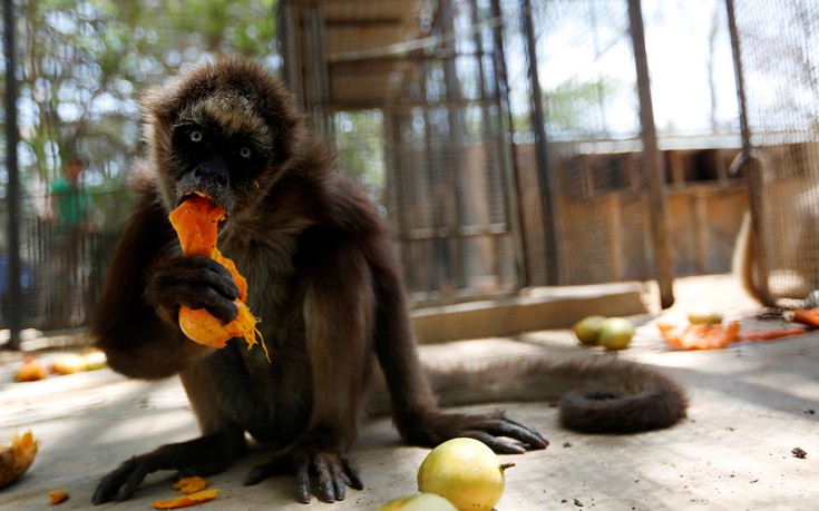 venezuela_zoo3 venezuela_zoo3