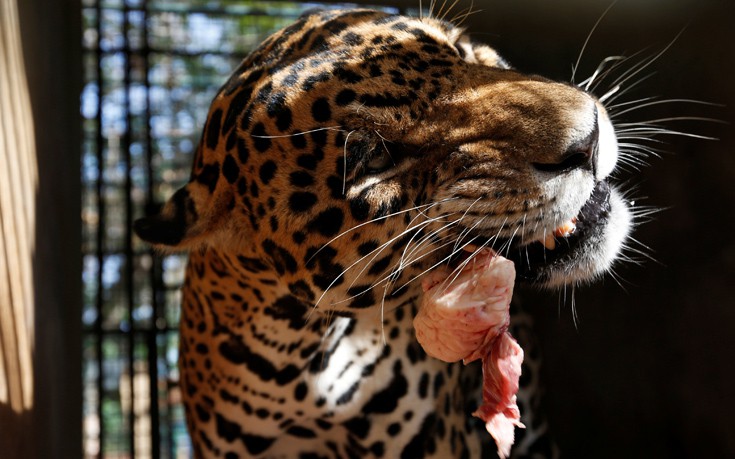 venezuela_zoo4 venezuela_zoo4