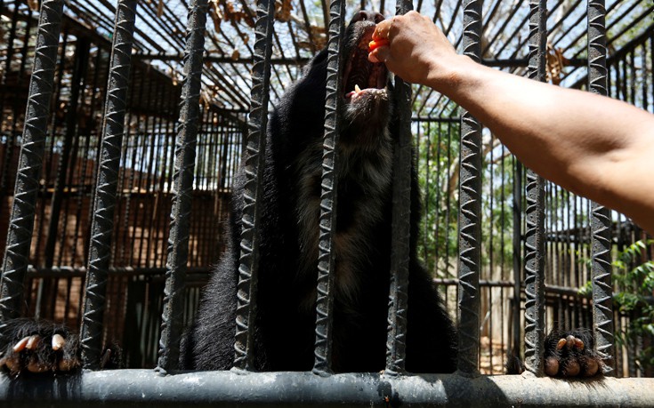 venezuela_zoo6 venezuela_zoo6