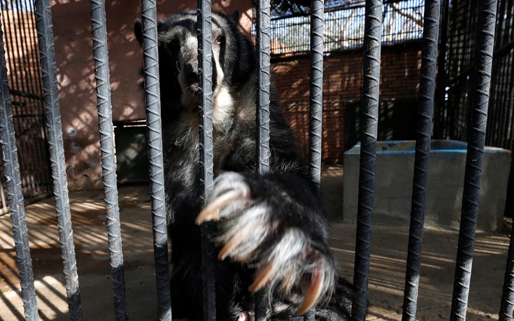 venezuela_zoo8 venezuela_zoo8