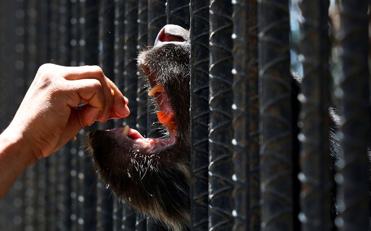 venezuela_zoo9 venezuela_zoo9