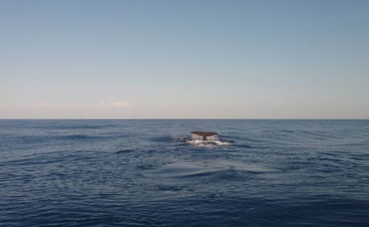 Φάλαινες ανοιχτά της Γαύδου καταγράφηκαν σε βίντεο