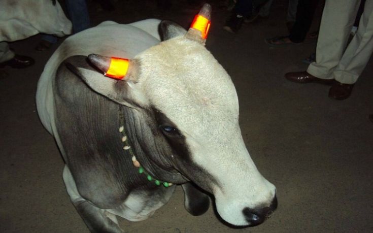 Φωσφοριζέ πλέον τα… κέρατα των ιερών αγελάδων στην Ινδία