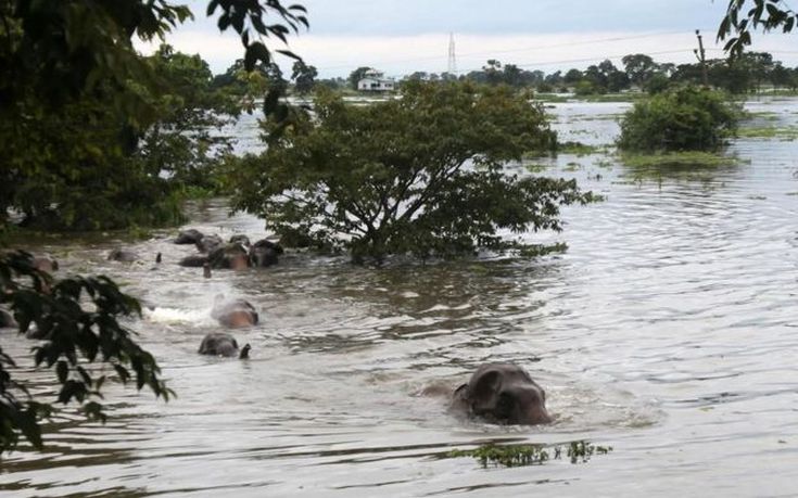 Γενικός συναγερμός σε χωριό του Μπαγκλαντές για τη διάσωση μιας… ελεφαντίνας