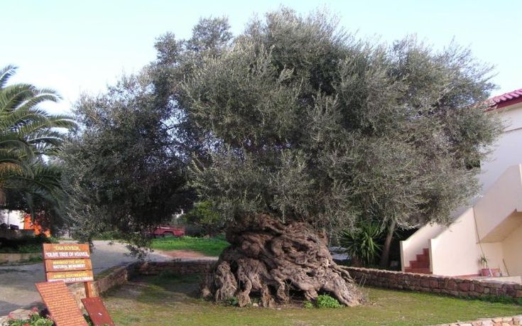 Προτάσεις για την ανάδειξη της αρχαίας ελιάς των Βουβών συγκεντρώνει ο δήμος Πλατανιά