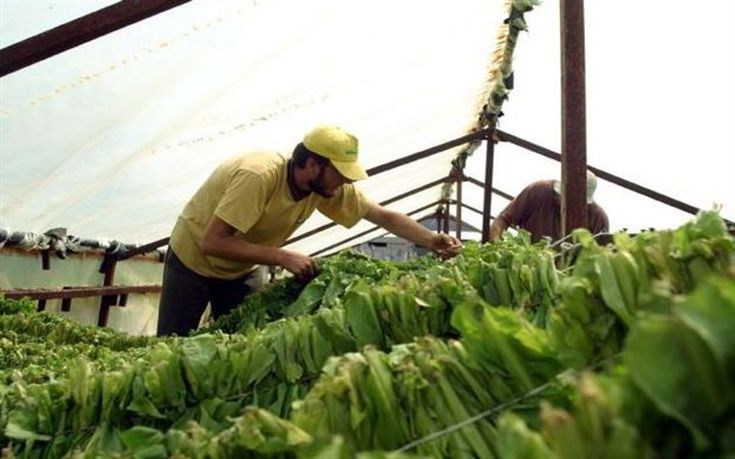 Κινητικότητα στον τομέα των ενισχύσεων σε καπνοπαραγωγούς της Θράκης