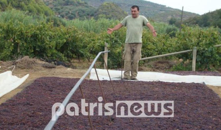 Τεράστιες καταστροφές για τη σταφίδα στην Ηλεία